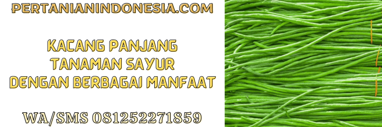 kacang panjang,tanaman,sayur,sayuran,manfaat,pertanian indonesia